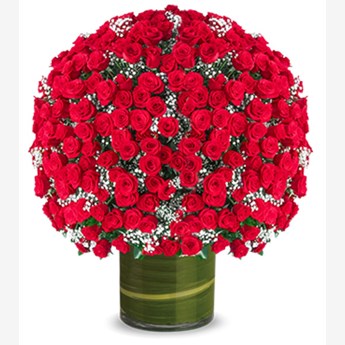 Launching Premium 500 Red Roses Bouquet