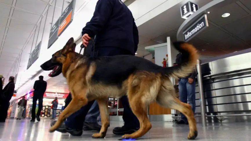 Dubai airport deploys dogs to sniff coronavirus